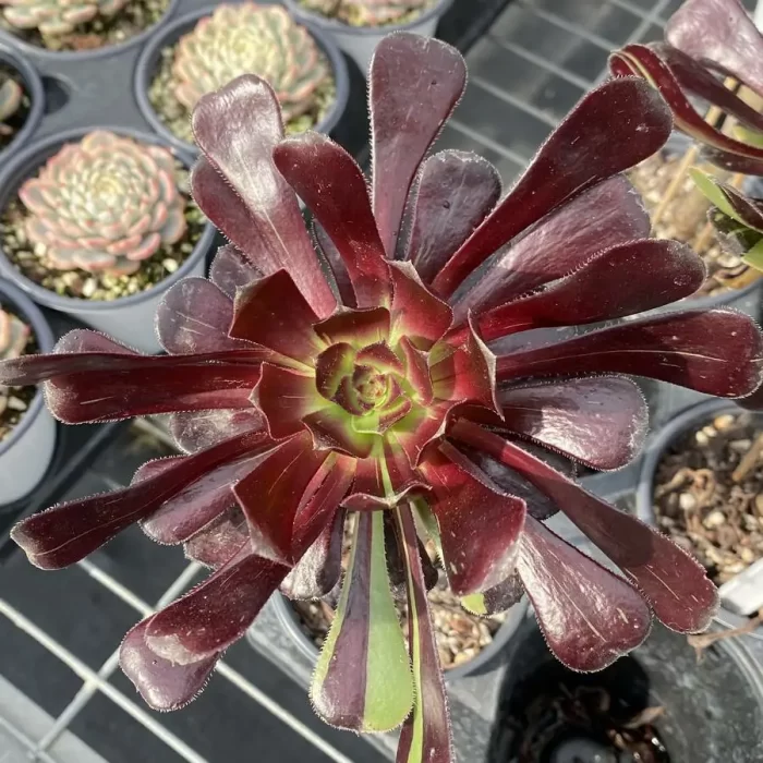 e201-123.webp Aeonium Big Bang - Image 1