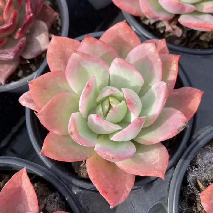 e201-124.webp Echeveria Green Fruit Variegated - Image 1