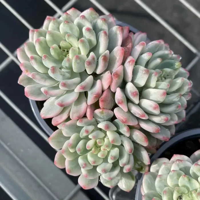 Echeveria cv. blue apple variegated Clustering - Image 1