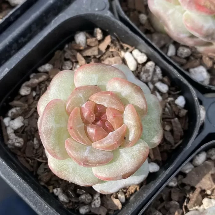 e201-129.webp Echeveria 0005Impatiens - Image 1