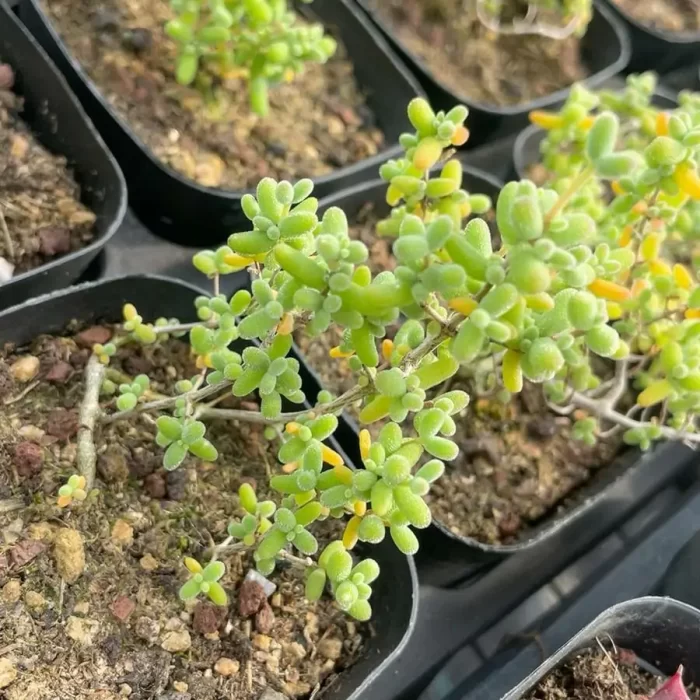 Dicrocaulon Ramulosum Rice Grain - Image 1