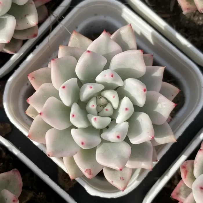 e201-131.webp Echeveria Ice Beauty Variegated - Image 1