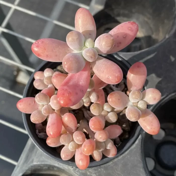 e201-132.webp Sedum Big Star Clustering - Image 1