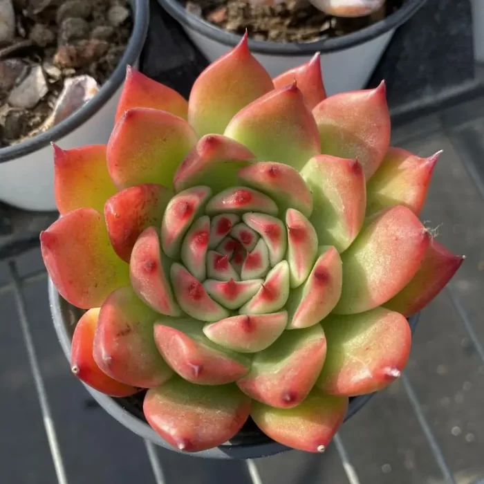 e201-133.webp Echeveria Garciae - Image 1