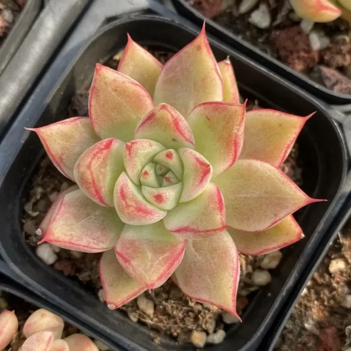 e201-134.webp Echeveria Queen - Image 1