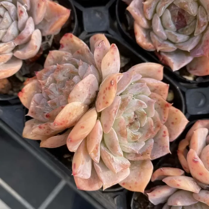 e201-135.webp Echeveria Little Flower Double Heads - Image 1