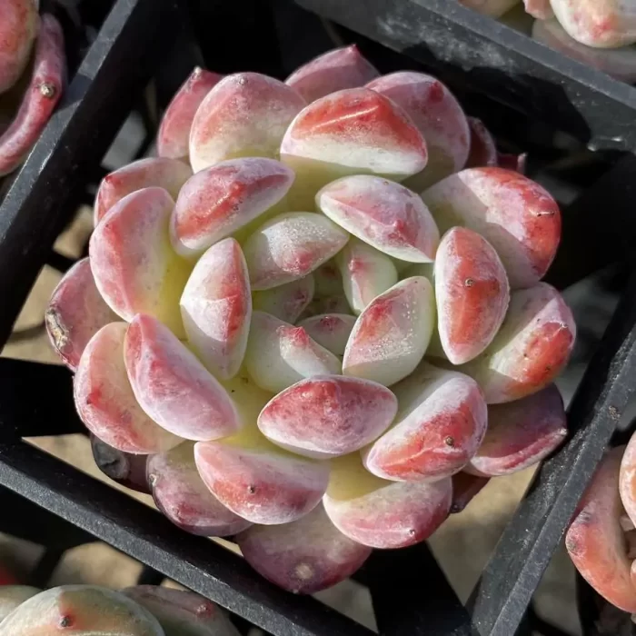 e201-137.webp Echeveria Lost You Forever - Image 1