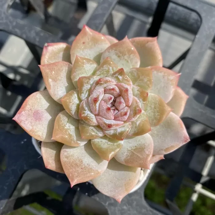 e201-139.webp Echeveria Strawberry Jam - Image 1