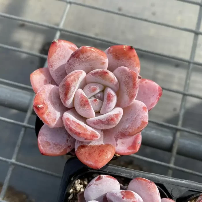 e201-140.webp Echeveria Monroe x Lauii - Image 1