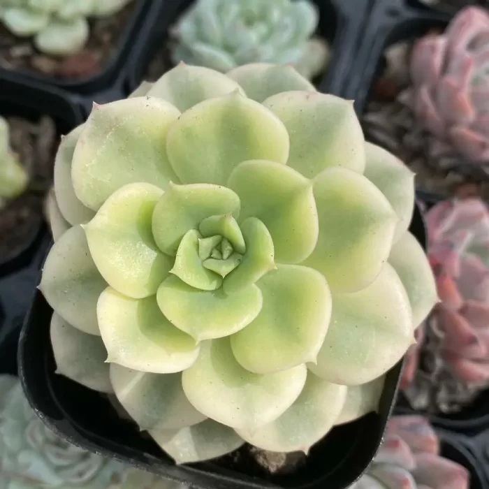 Echeveria Nicksana Yellow Varigated - Image 1