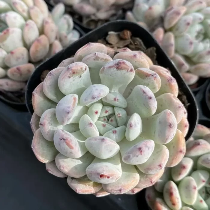 e201-144.webp Echeveria Viyant - Image 1