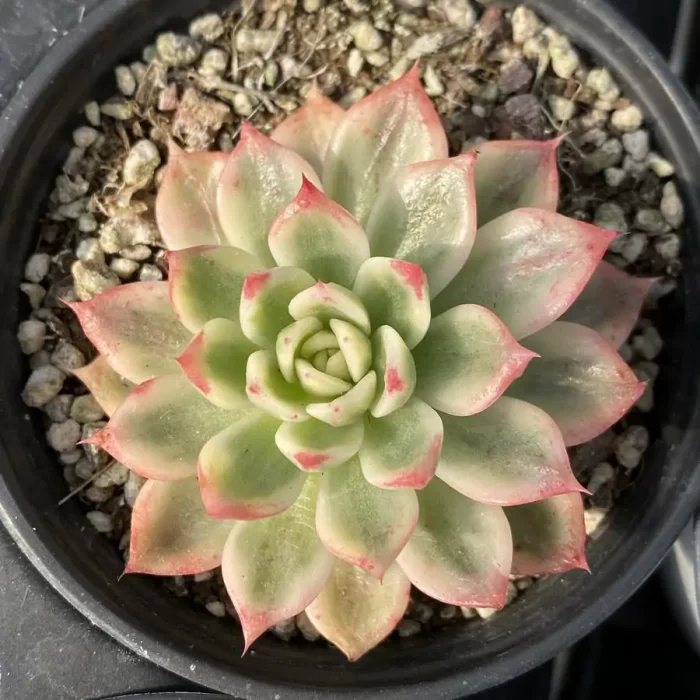 e201-146.webp Echeveria Butterfly Varigated - Image 1