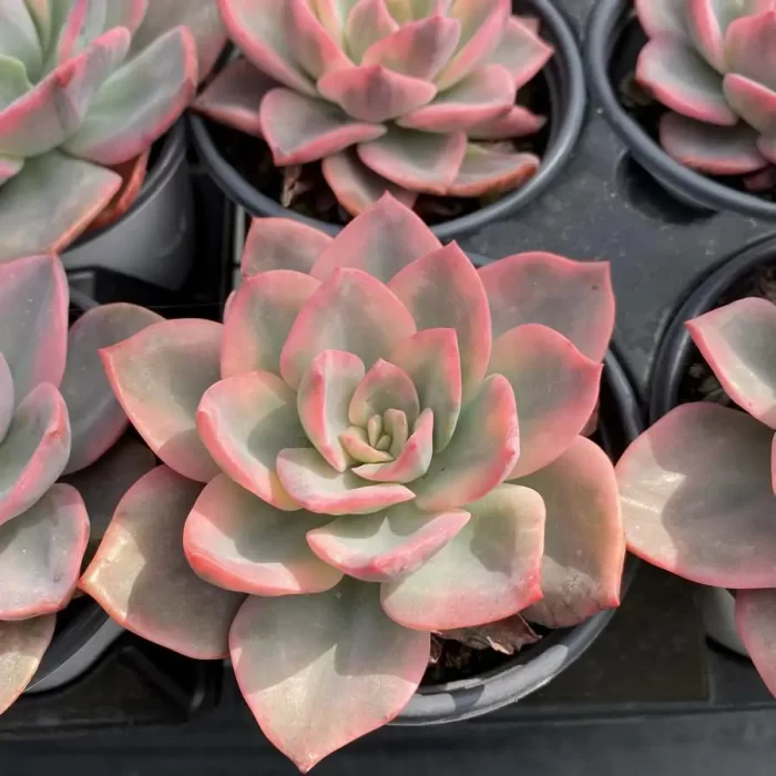 e201-147.webp Echeveria Pink Harry Variegated - Image 1