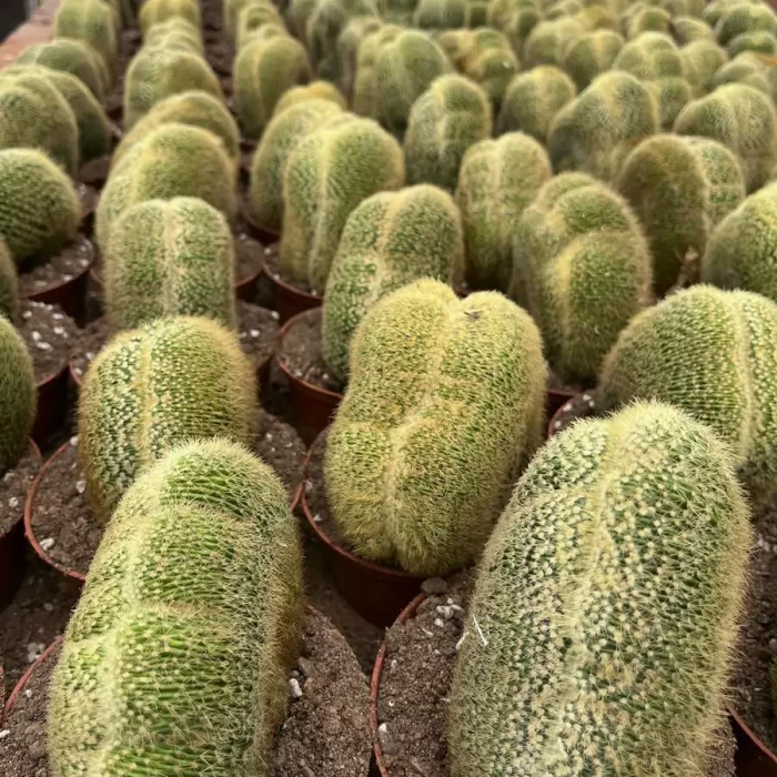 e201-148.webp Parodia schumanniana Cristate - Image 1