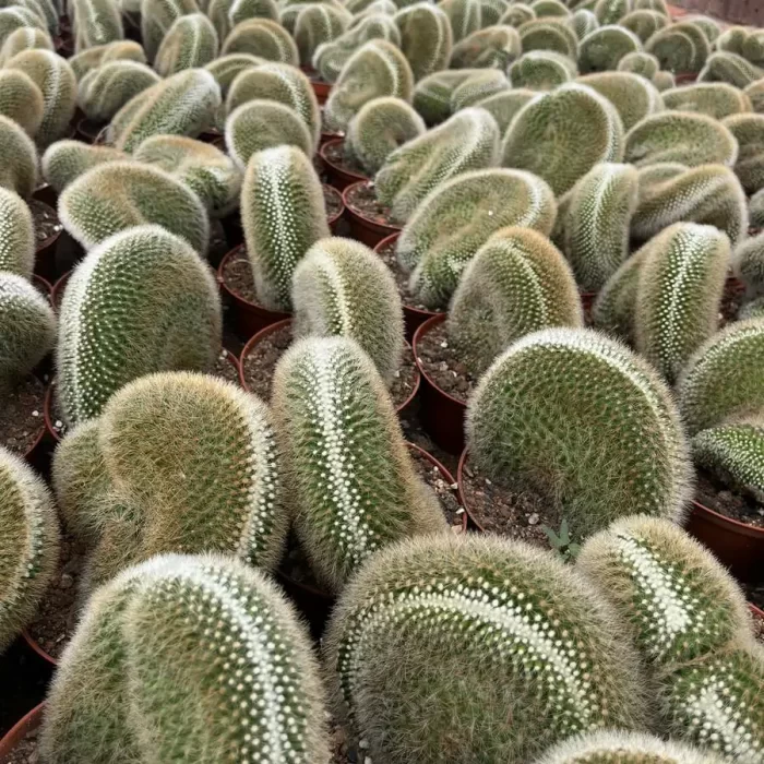 e201-149.webp Mammillaria White Beauty Cristate - Image 1