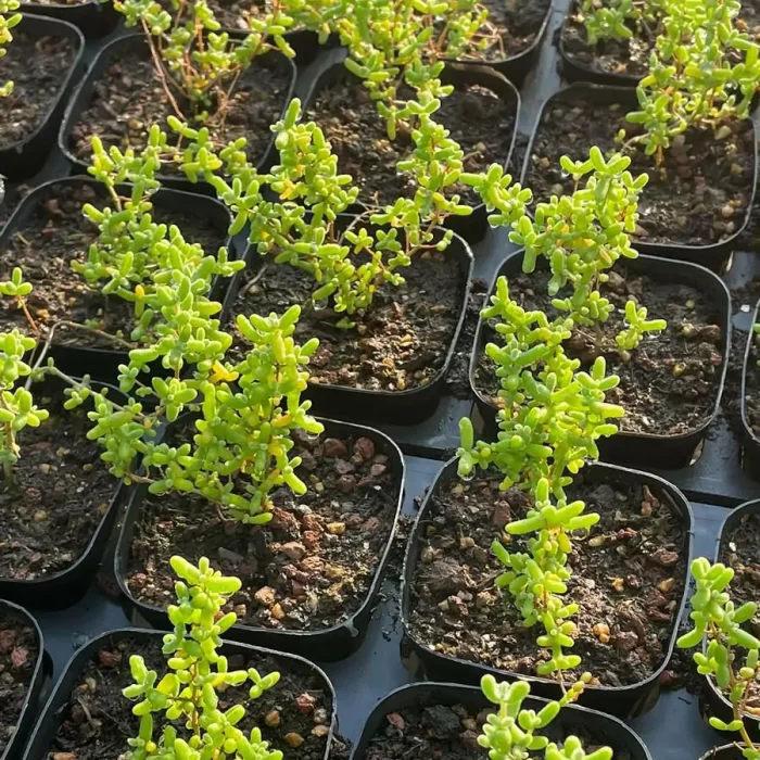 Dicrocaulon Ramulosum Rice Grain Old Stem - Image 1