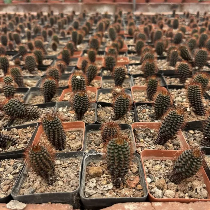 e201-150.webp Frailea mammifera subs. angelesiae - Image 1