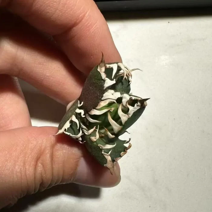 Agave Titanota Red Catweazle top pup - Image 1