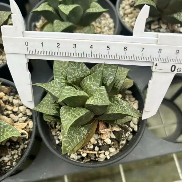 e201-154.webp Haworthia Tangcao Lion - Image 1