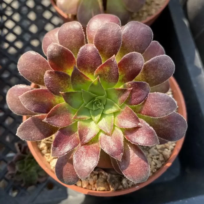 e201-158.webp Aeonium Morning glow - Image 1