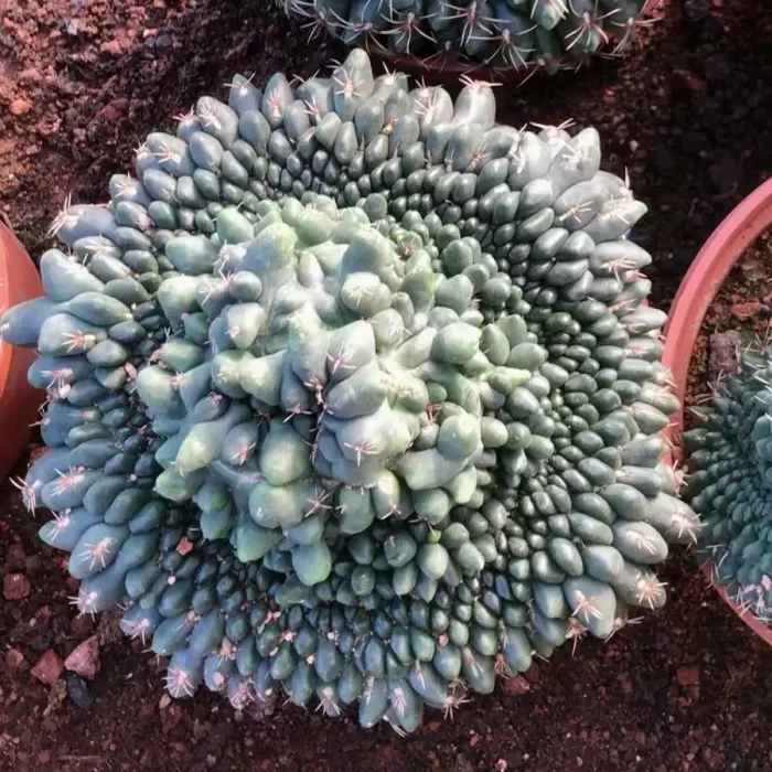 e201-16.webp Gymnocalycium baldianum f. cristata - Image 1