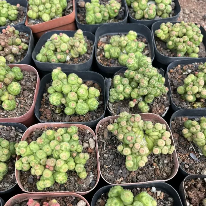 e201-17.webp Mammillaria bocasana 'Fred' (Cristata) - Image 1