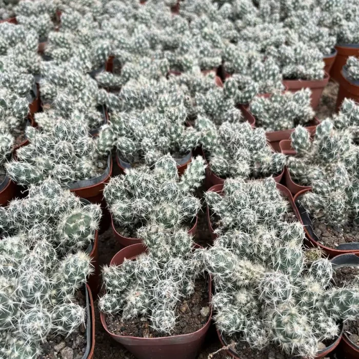 e201-18.webp Opuntia Wudou Tuanshan - Image 1