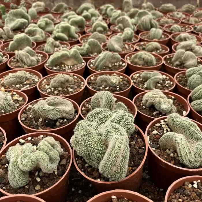 e201-19.webp Echinopsis chamaecereus - Image 1