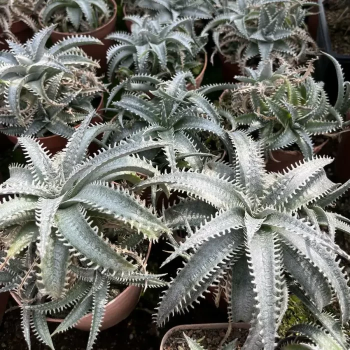 e201-2.webp Aloe Mexican Pineapple - Image 1