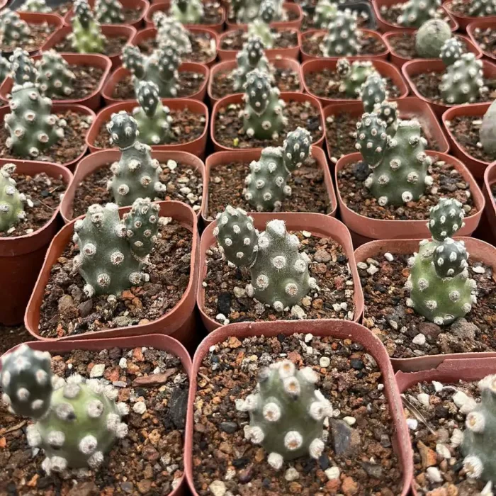 e201-20.webp Opuntia Qiaohu Tuanshan - Image 1