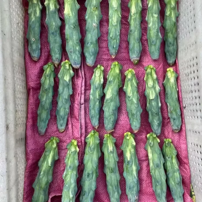 e201-21.webp Cactus-Boobie Variegated (Without Root) - Image 1