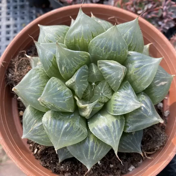 e201-22.webp Haworthia Sansenjyu(obtusa x comagnifica) - Image 1