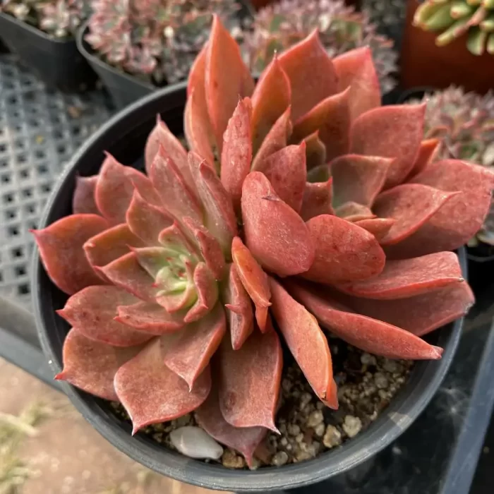 Echeveria Miya Double head - Image 1