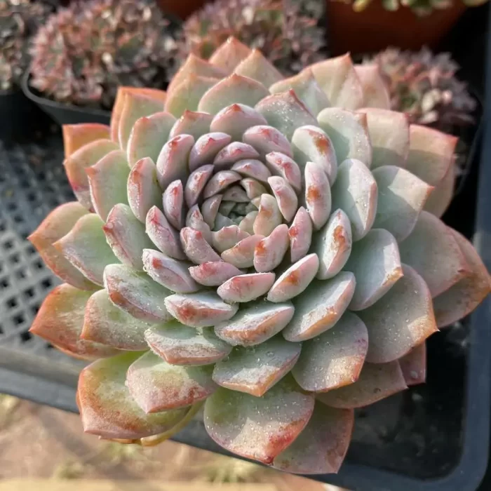 e201-24.webp Echeveria Queen Ellie - Image 1