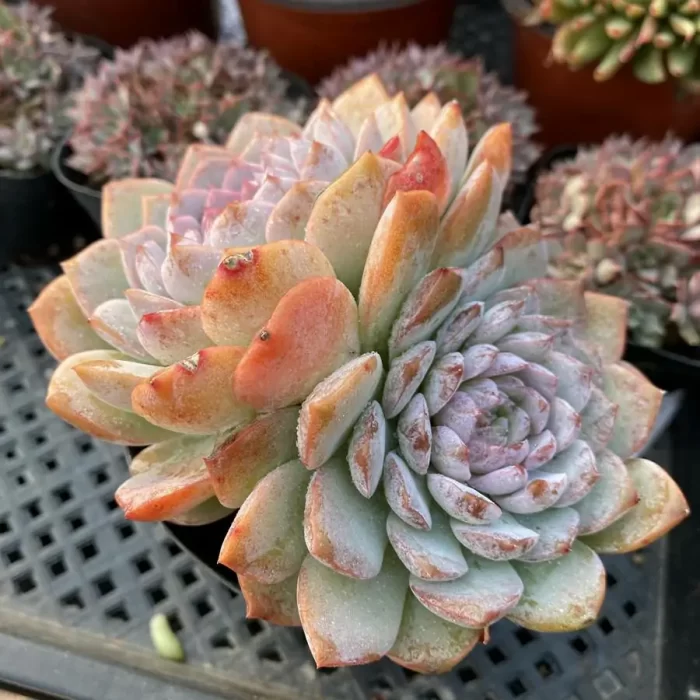 e201-25.webp Echeveria Queen Ellie Double Head - Image 1