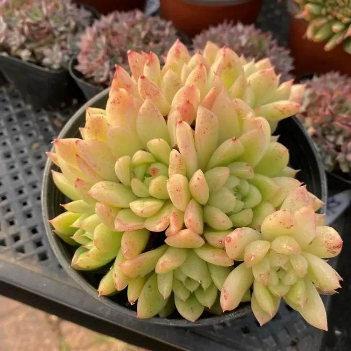 e201-27.webp Echeveria Lune Clustering - Image 1