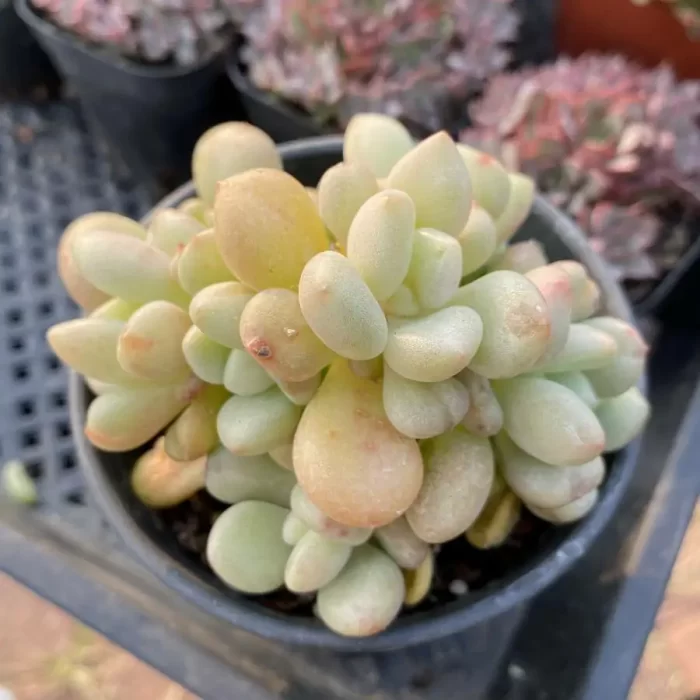 e201-28.webp Echeveria Billgates Clustering - Image 1