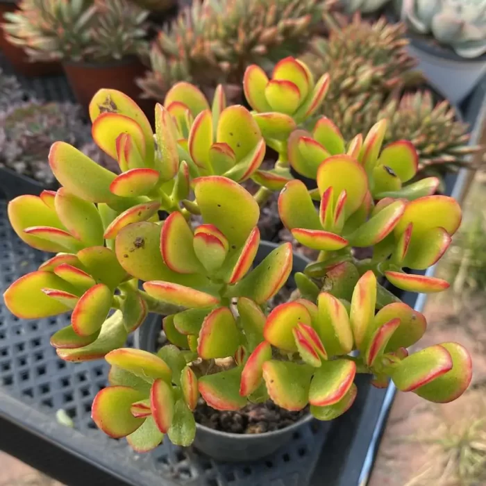 e201-29.webp Crassula C. obliqua Minima - Image 1