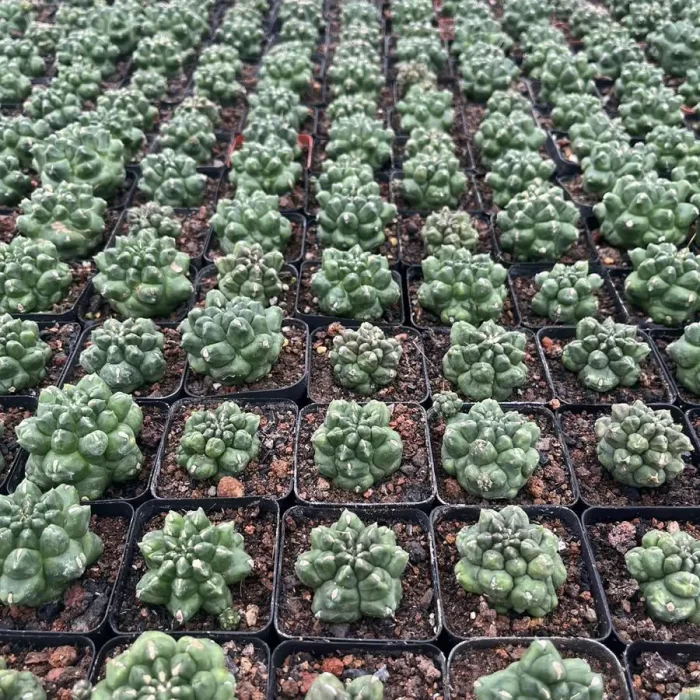 e201-3.webp Gymnocalycium anisitsii - Image 1