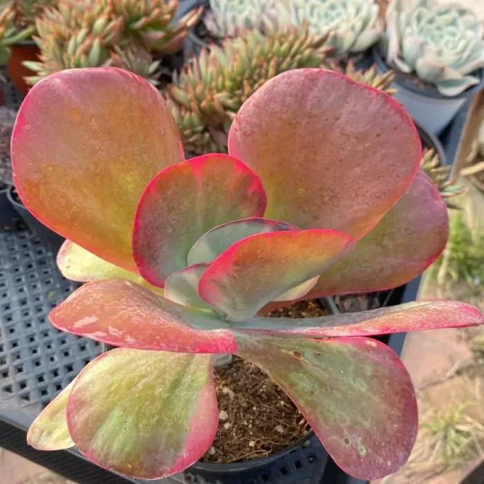 Kalanchoe luciae f. variegate - Image 1