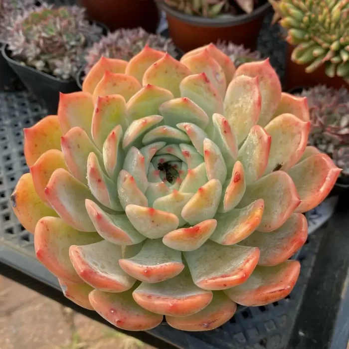 e201-31.webp Echeveria Caroline - Image 1