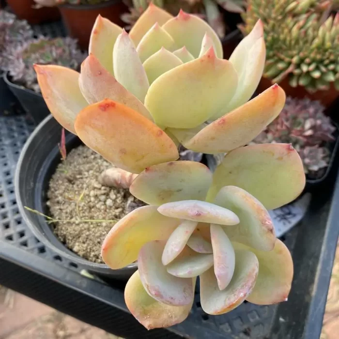 e201-32.webp Echeveria Bai Fengshuang - Image 1