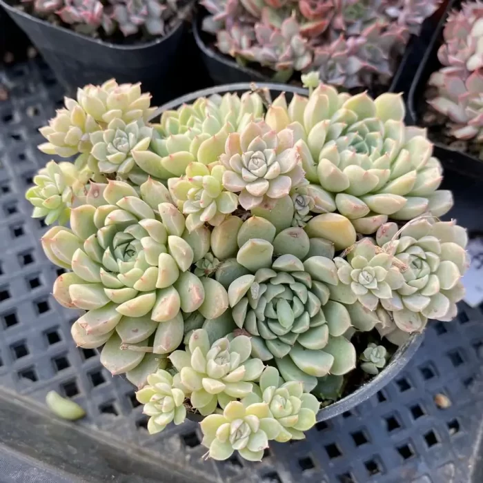 e201-33.webp Echeveria Mexican Guilloché Clustering - Image 1