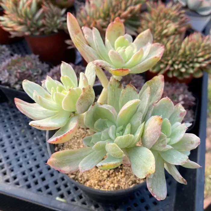 e201-34.webp Echeveria Ice Silkworm Petrochemical Clustering - Image 1