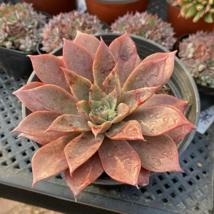 e201-35.webp Echeveria Mia - Image 1