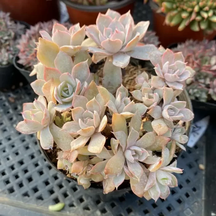 e201-36.webp Echeveria Peacockii Desmetiana - Image 1