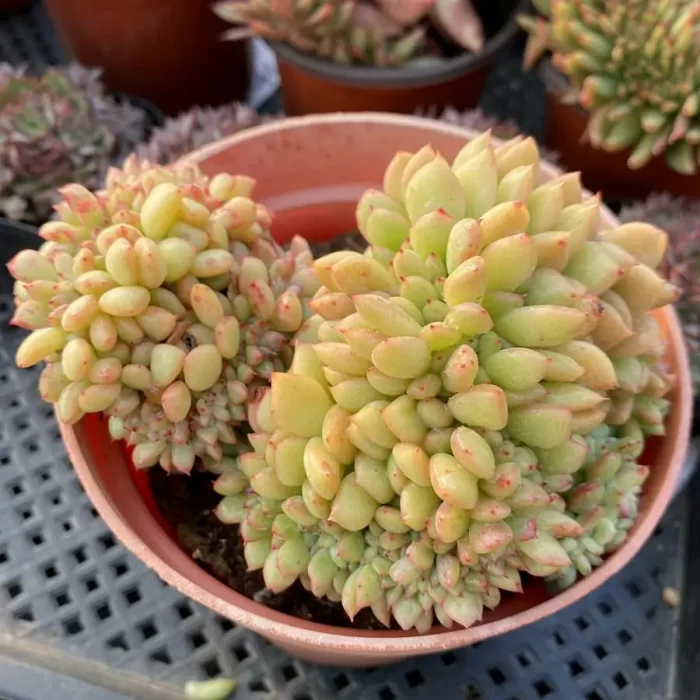 e201-37.webp Echeveria Salem Cristata - Image 1