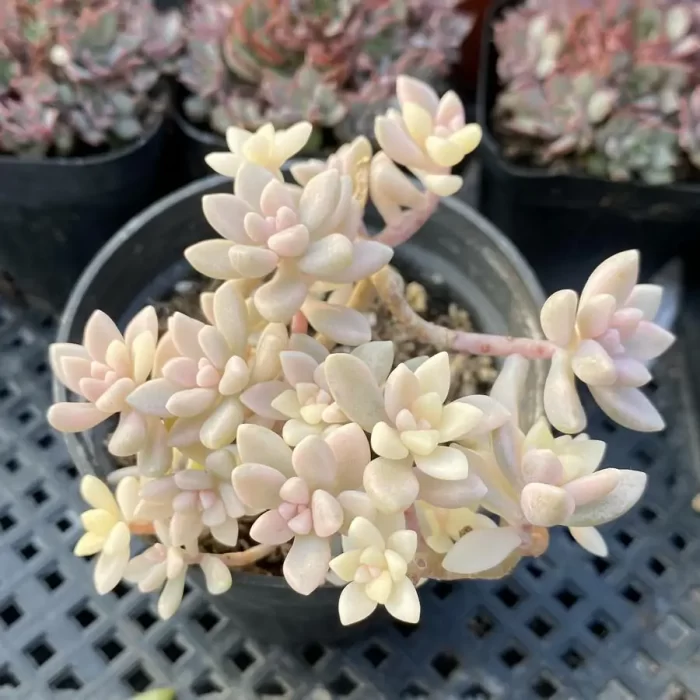 × Graptosedum 'Francesco Baldi' Variegated Clustering - Image 1