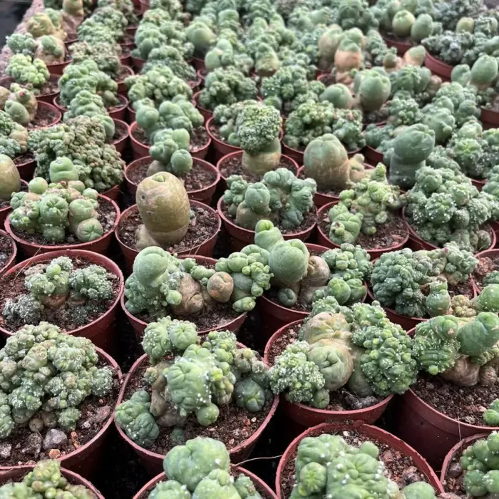 Echinopsis lageniformis - Image 1