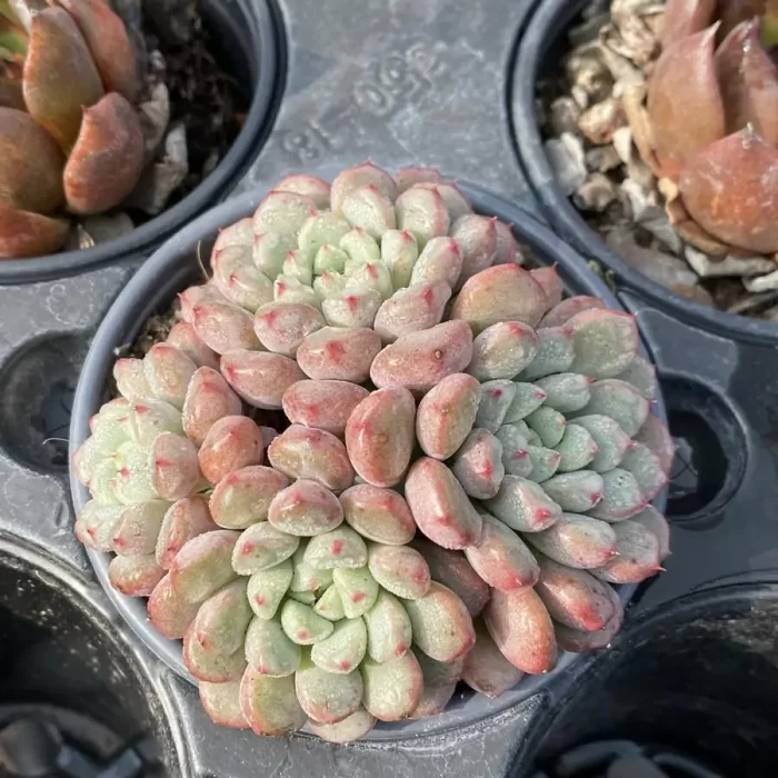 e201-40.webp Graptoveria Snow Peach Clustering - Image 1